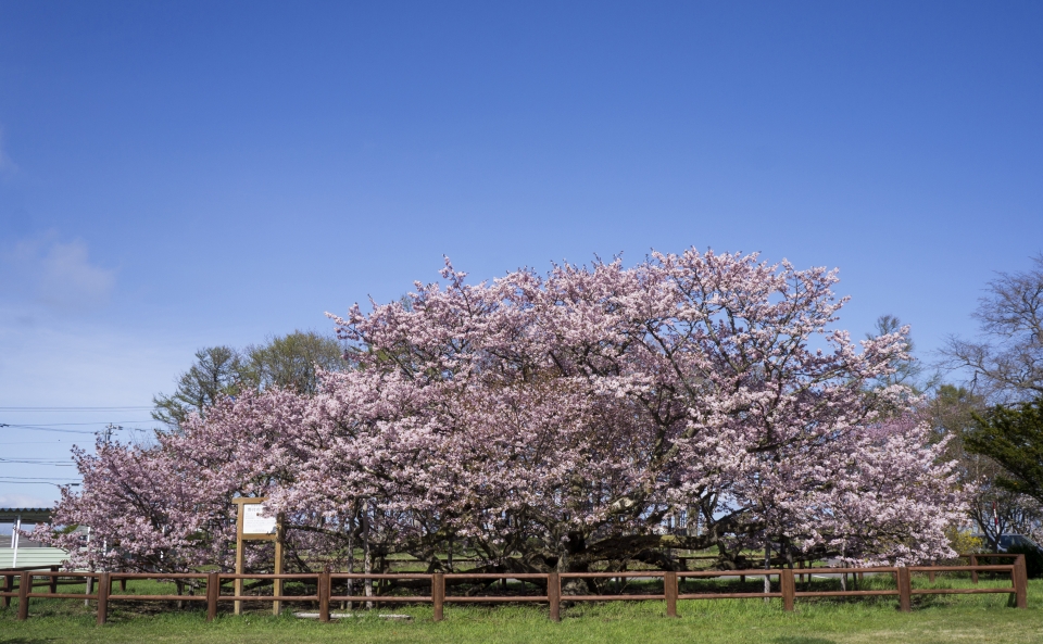 野付の千島桜