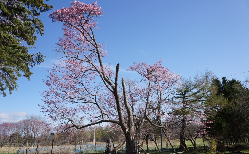 試作場の桜