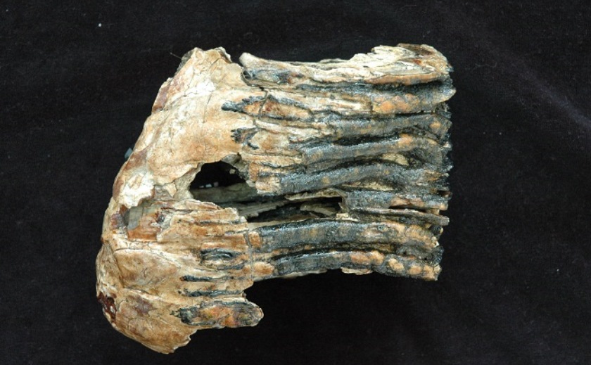 野付半島沖マンモスゾウ化石群