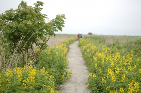 野付半島原生花園